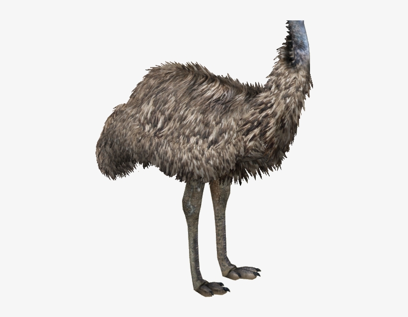 Type A - Emu, transparent png #9179566