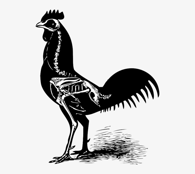 Voodoo Clipart Chicken - Chicken Skeleton Drawing, transparent png #9188970