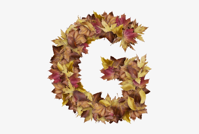 Letter G From Dry Leaves - Sweet William, transparent png #9189280