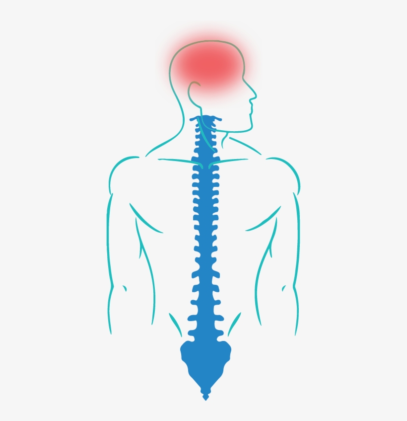 Headaches & Tmj Disorder - Skeleton, transparent png #9189465