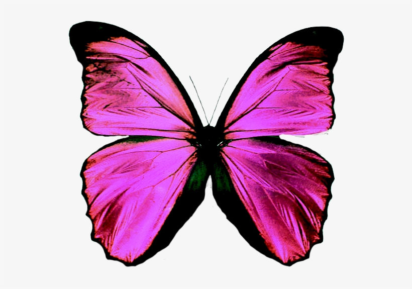 Borboletas E Mariposas Png - Blue Monarch Butterfly Tattoo, transparent png #9189467