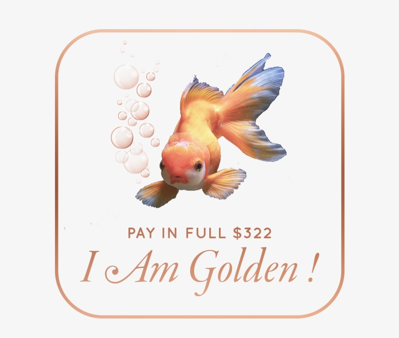 7om Button Payinfull 322 Large - Portable Network Graphics, transparent png #9194153