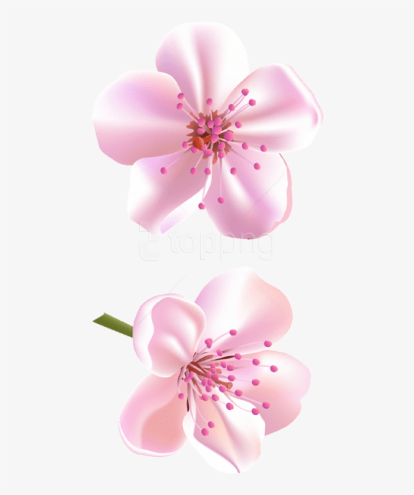Free Png Download Spring Pink Tree Flowers Png Images - Clip Art, transparent png #9194189