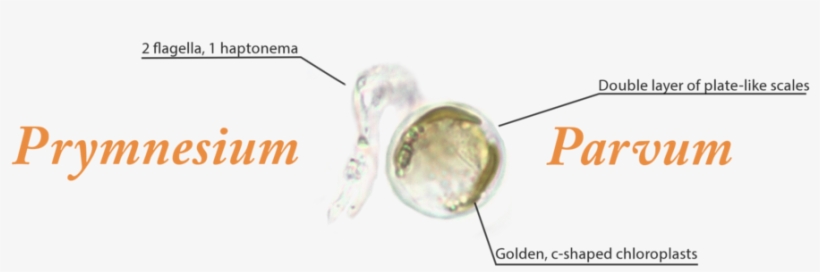 This Is A Trouble We Call Golden Algae, Or Prymnesium - Macro Photography, transparent png #9194225