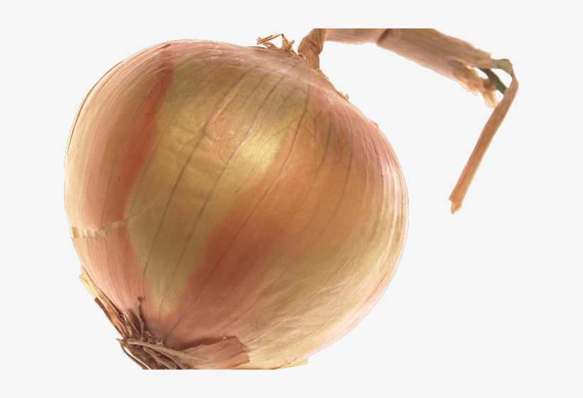Onion Clipart Transparent Background - Onion, transparent png #9195121