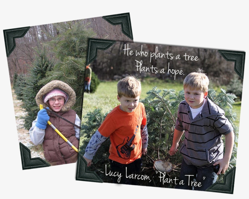 Treepageslider2 - Fw - Christmas Tree, transparent png #9195423