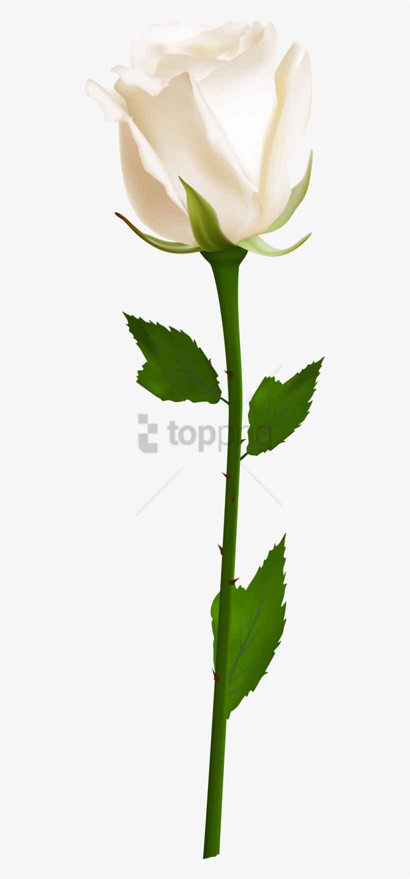 Free Png Download Single White Rose Png Images Background - White Rose Transparent Png, transparent png #9196087