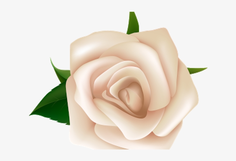 White Rose Clipart Natural Flower - White Rose Clipart Png, transparent png #9196142