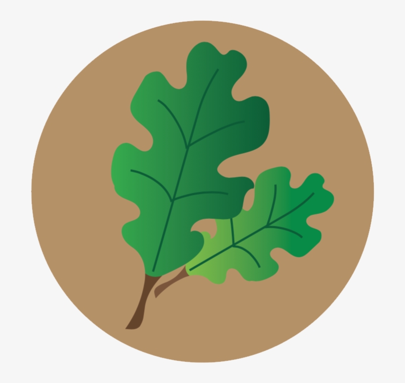 Lecanium Scale Icon - Gambel Oak, transparent png #9196870