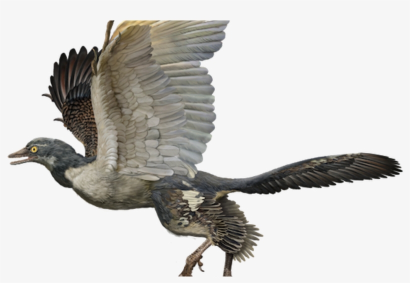#action #adventure #amanda #amandamazuri #dinocharge - Birds Dinosaurs, transparent png #9198207