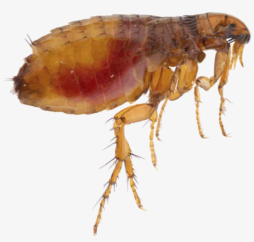 Flea Png Free Download - Flea Png, transparent png #920357