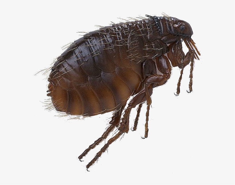 Flea Png Pic - Scott Foresman Science: Grade 3 [book], transparent png #920383