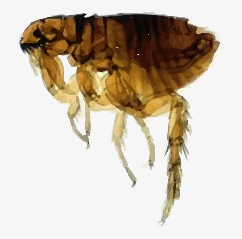 Flea Png, transparent png #920450