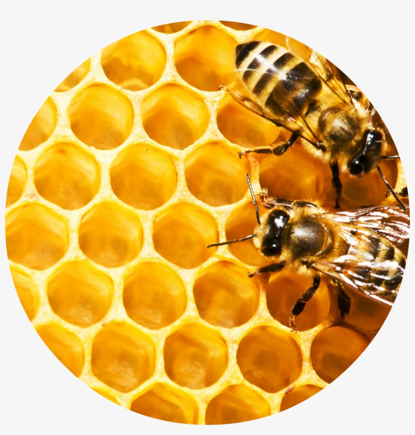 Honeybees Blank Book [book], transparent png #920539
