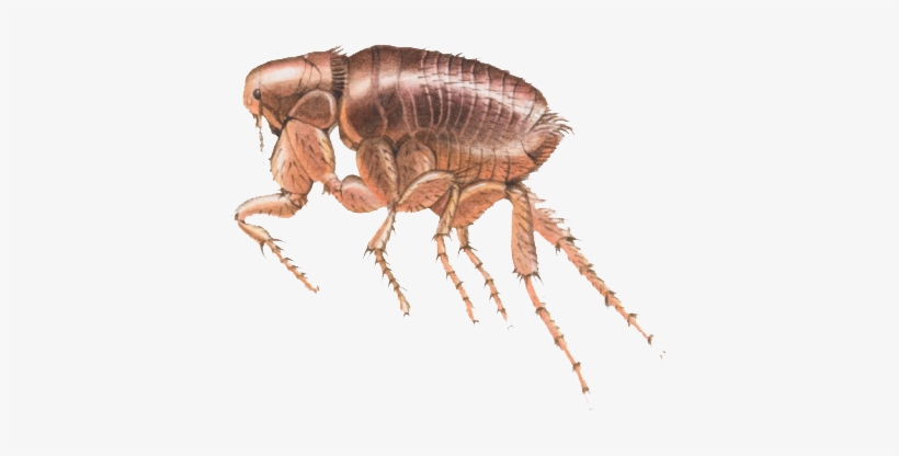 Flea Transperant, transparent png #920582
