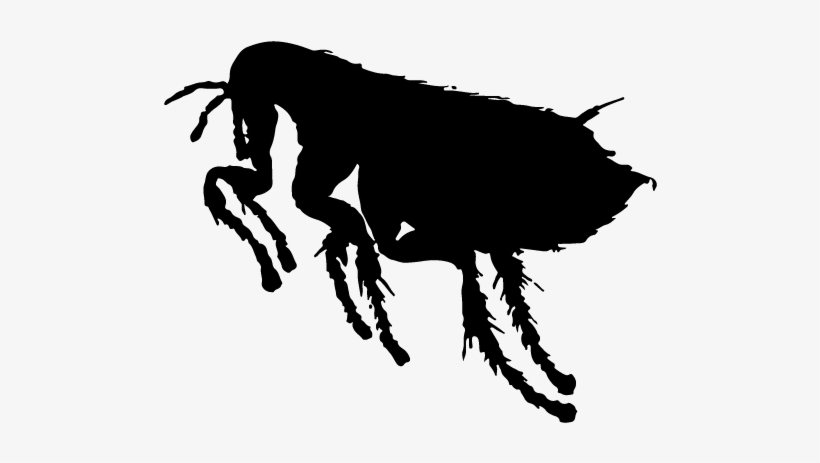 Drawing Bugs Flea Clip - Dog Fleas, transparent png #920703