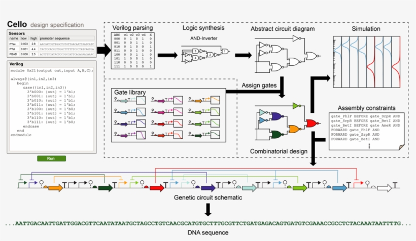 Overview Of The Original Cello Platform [7] - Genetic Circuits Cello, transparent png #920709