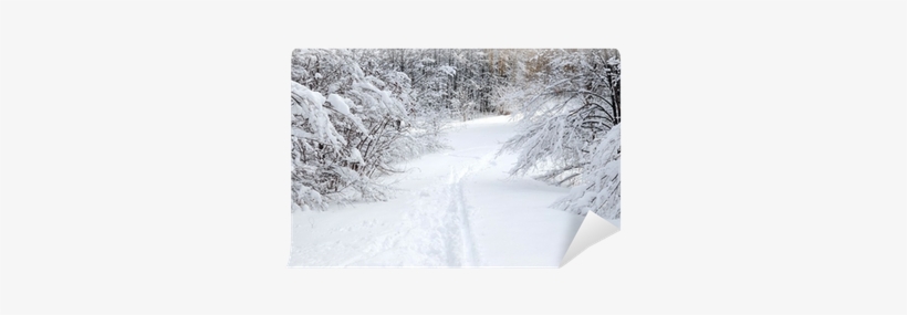 Path In Winter Forest After A Snowfall Wall Mural • - Snow, transparent png #920922