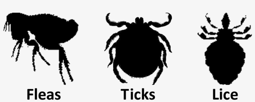 Flea Transparent Images Png - Fleas And Lice, transparent png #921357