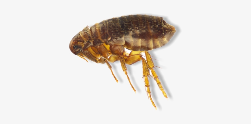 We Apply Flea And Tick Control 3 Times Per Year, Late - Flea, transparent png #921359