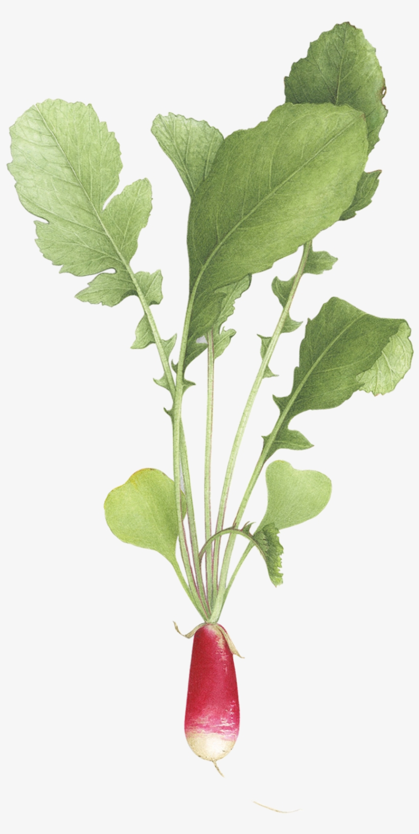 Sparkler Radish - Tattly, transparent png #921509