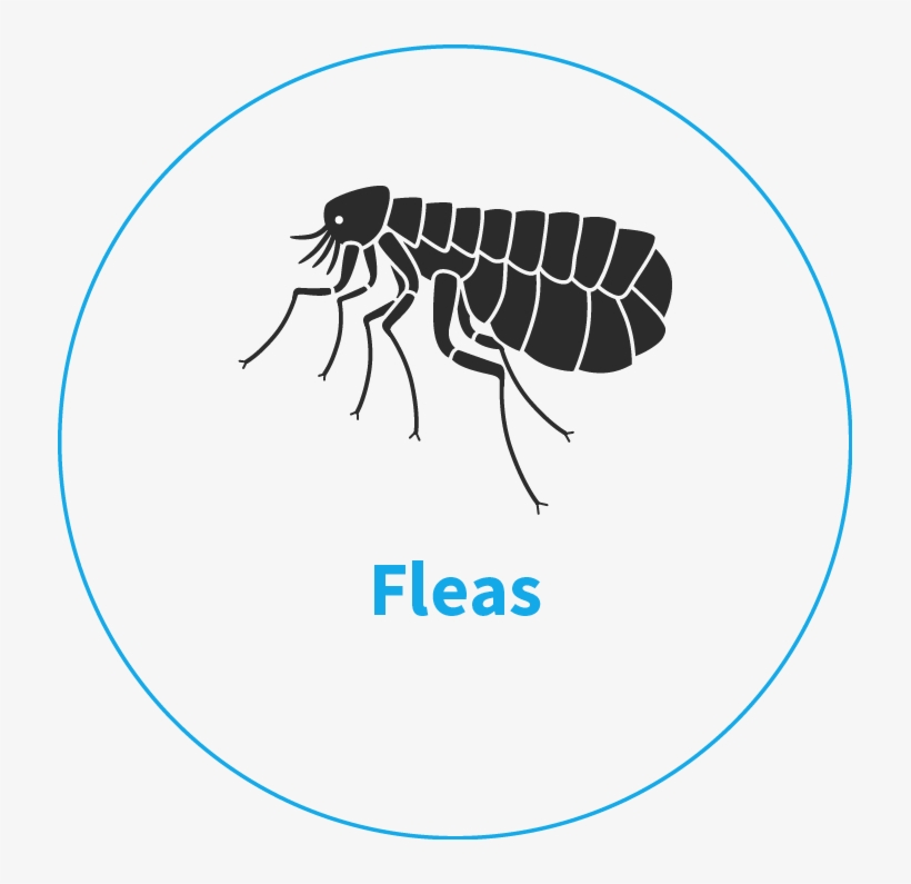 Pest Control Service For Flea Removal And Control Norfolk - Vector Graphics, transparent png #921943