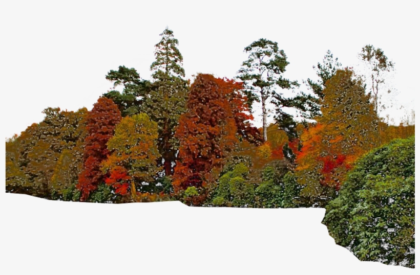 Png Tree Images With Transparent Background, transparent png #922433