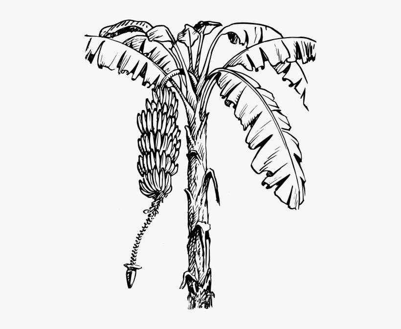 Banana Images At Getdrawings Com Free For - Banana Plant Black And White, transparent png #922731