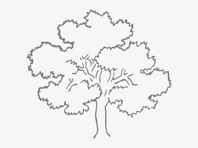 28 Images Of Oak Tree Template - Clip Art Trees Black And White, transparent png #922808
