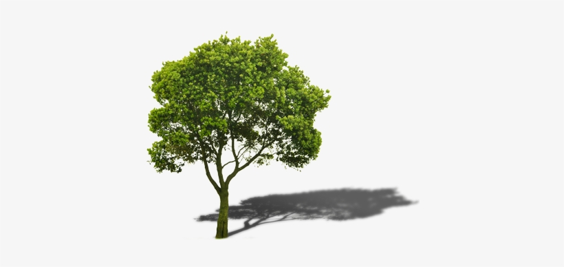 We Created The Trade A Tree Program To Allow Anyone - Imagenes De Arboles Png, transparent png #923006