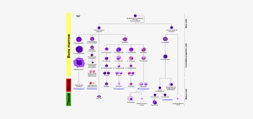 More Detailed And Comprehensive Diagram That Shows - Hematopoiesis In Humans, transparent png #923189