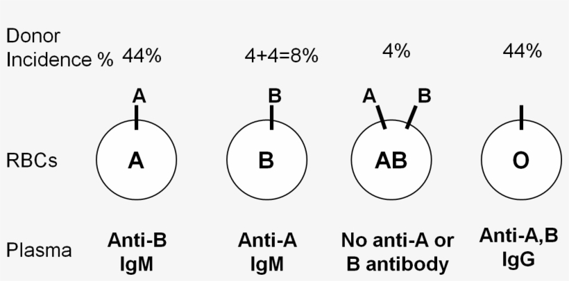 Abo Group Antigens And Isohemagglutinins In Corresponding - Diagram, transparent png #923568