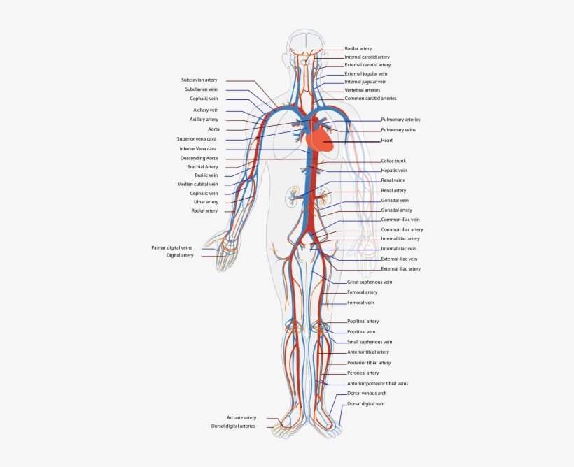 This Illustration Of The Circulatory System Shows Where - Blood Vessels And Heart Diagram, transparent png #923715