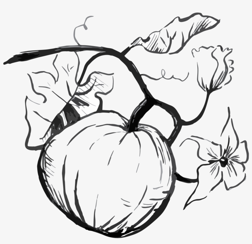 Half Moon Bay Pumpkin Bread - Pumpkin Drawing Png, transparent png #924192