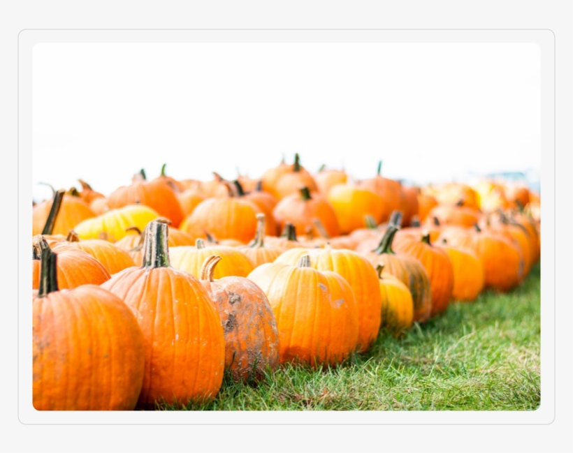Pumpkins 1 - Pumpkin, transparent png #924368