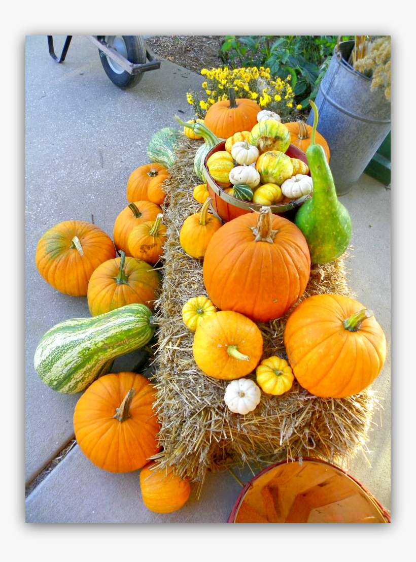 Pumpkins And Gourds, transparent png #924755