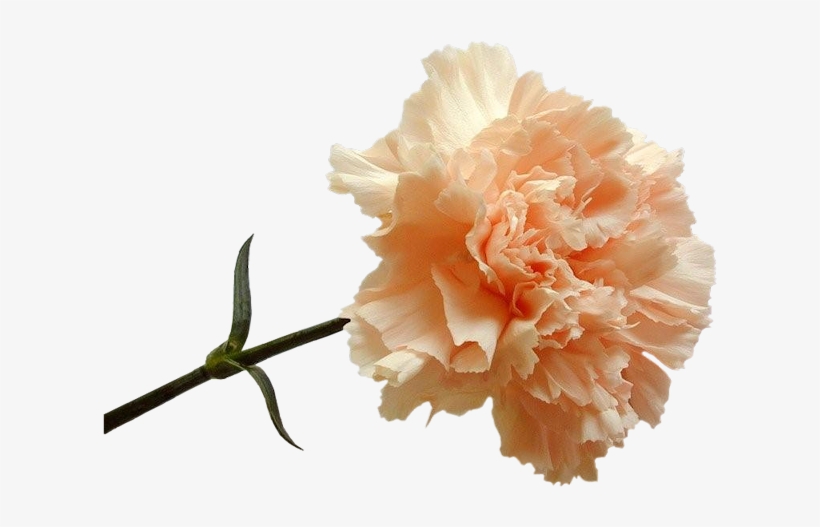 Florais - Peach Carnation, transparent png #925662
