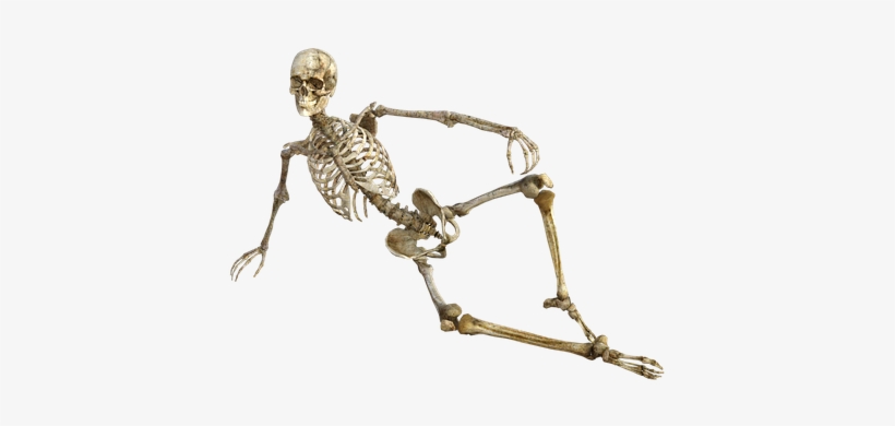 Adult Content Safesearch Skeleton Bones Anatomy Human - Skeleton Transparent, transparent png #925664