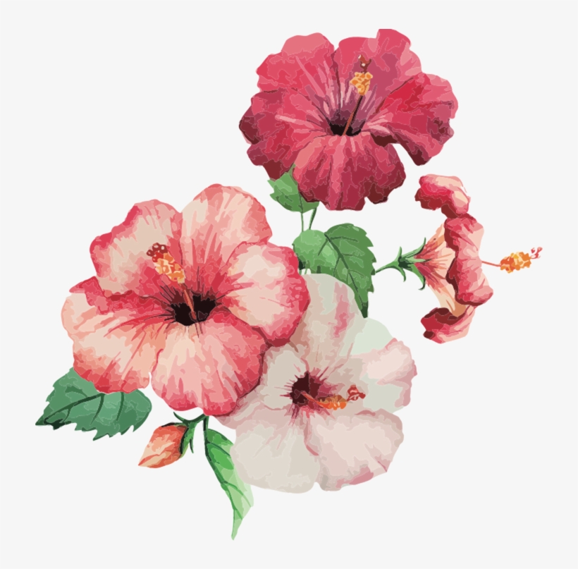 Hibiscus Painting, transparent png #925738