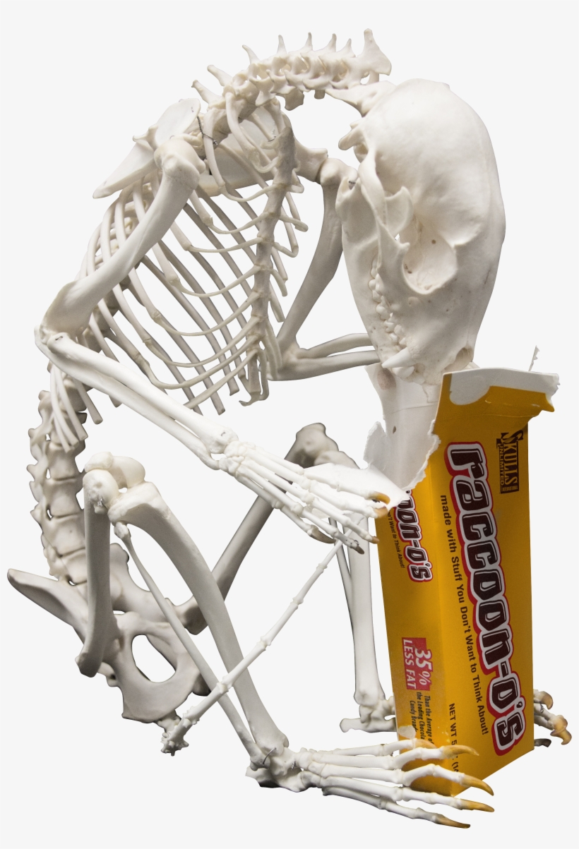 Jpeg - Png - Skull, transparent png #925907