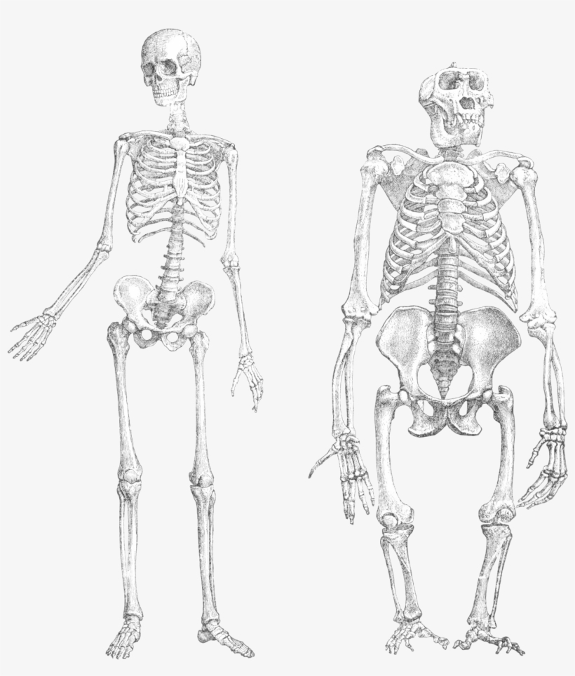 Primatenskelett Drawing Transparent - Ape And Human Skeleton, transparent png #925926
