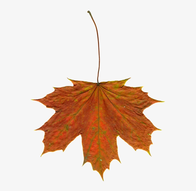 Free Photo Leaves Autumn Clipart Image On Pixabay Png - Liście Jesienne, transparent png #925999