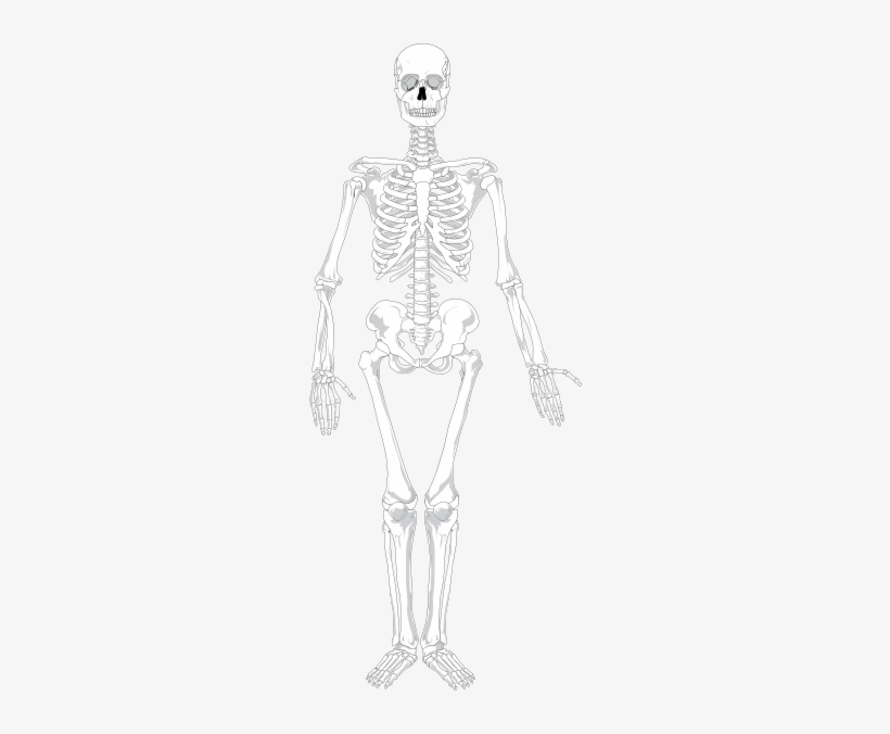 Human Skeleton Clip Art At - Axial Skeleton X Ray, transparent png #926044