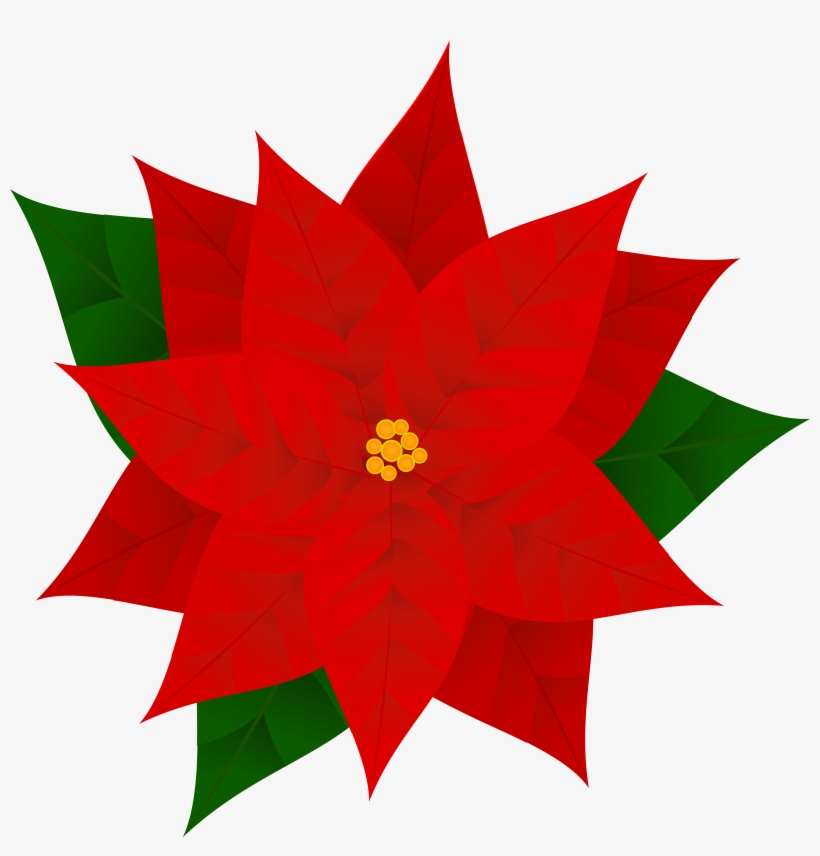 Poinsettia Plants, Phytochemicals, Poinsettia, Red - Poinsettia Clipart, transparent png #926124