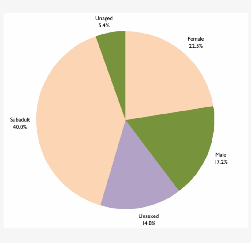 Summary Of Excavated Skeletons - Diagram, transparent png #926378