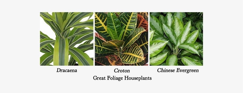 Group Houseplant Arrangement Edited-1 - Foliage House Plant, transparent png #926380