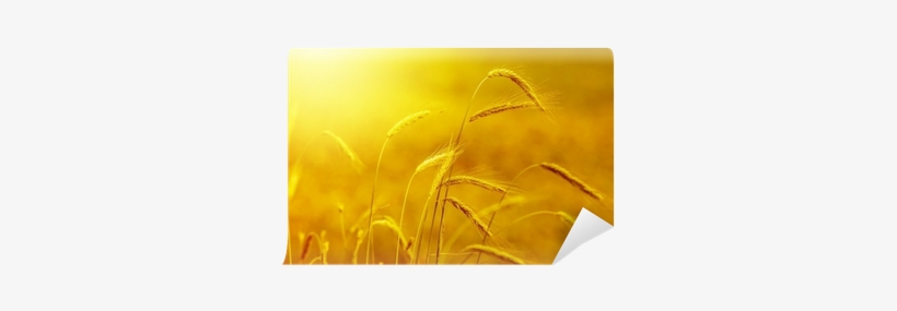 Yellow Grain At Sunset With Lens Flare Wall Mural • - Gold, transparent png #926517