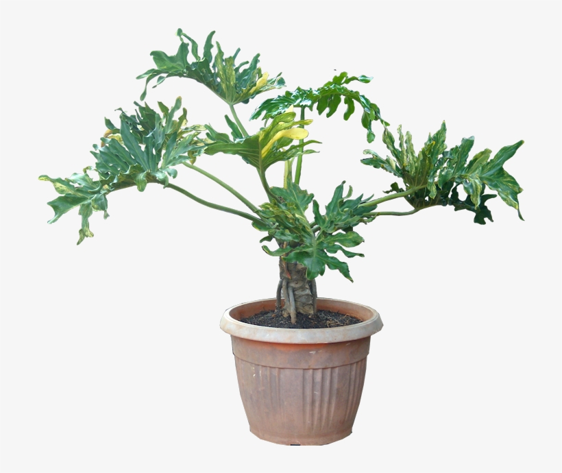 Reduce Indoor Pollution & Stress At Home And The Office - Transparent Background Plants Transparent, transparent png #926520