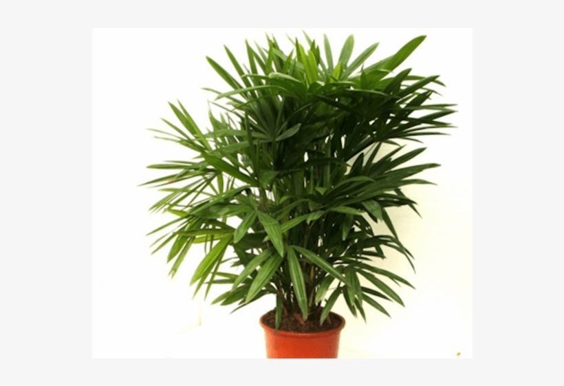Lady Palm In House Plant - Lady Palm Plant, transparent png #926746