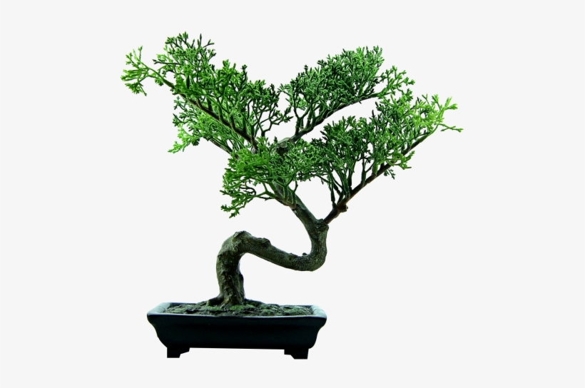 Download Bonsai Tree Png Image - Bonsai Png, transparent png #926948